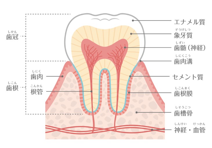 神経を抜いた歯の寿命って短い！？